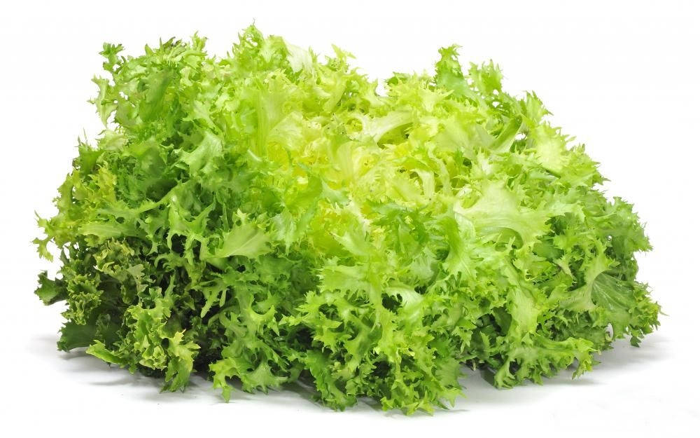 Escarole Vegetable With White Background Wallpaper