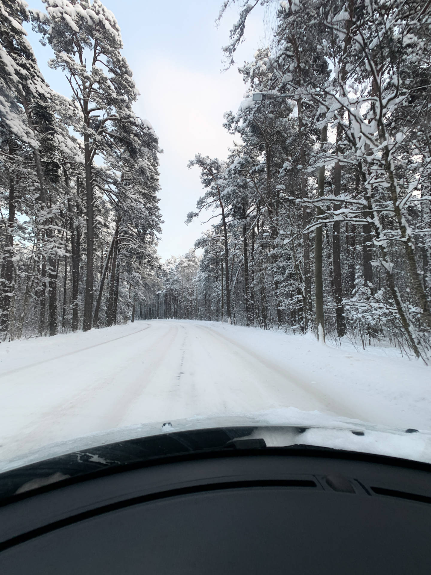 Estonia Harku Forest Trail Sfondo