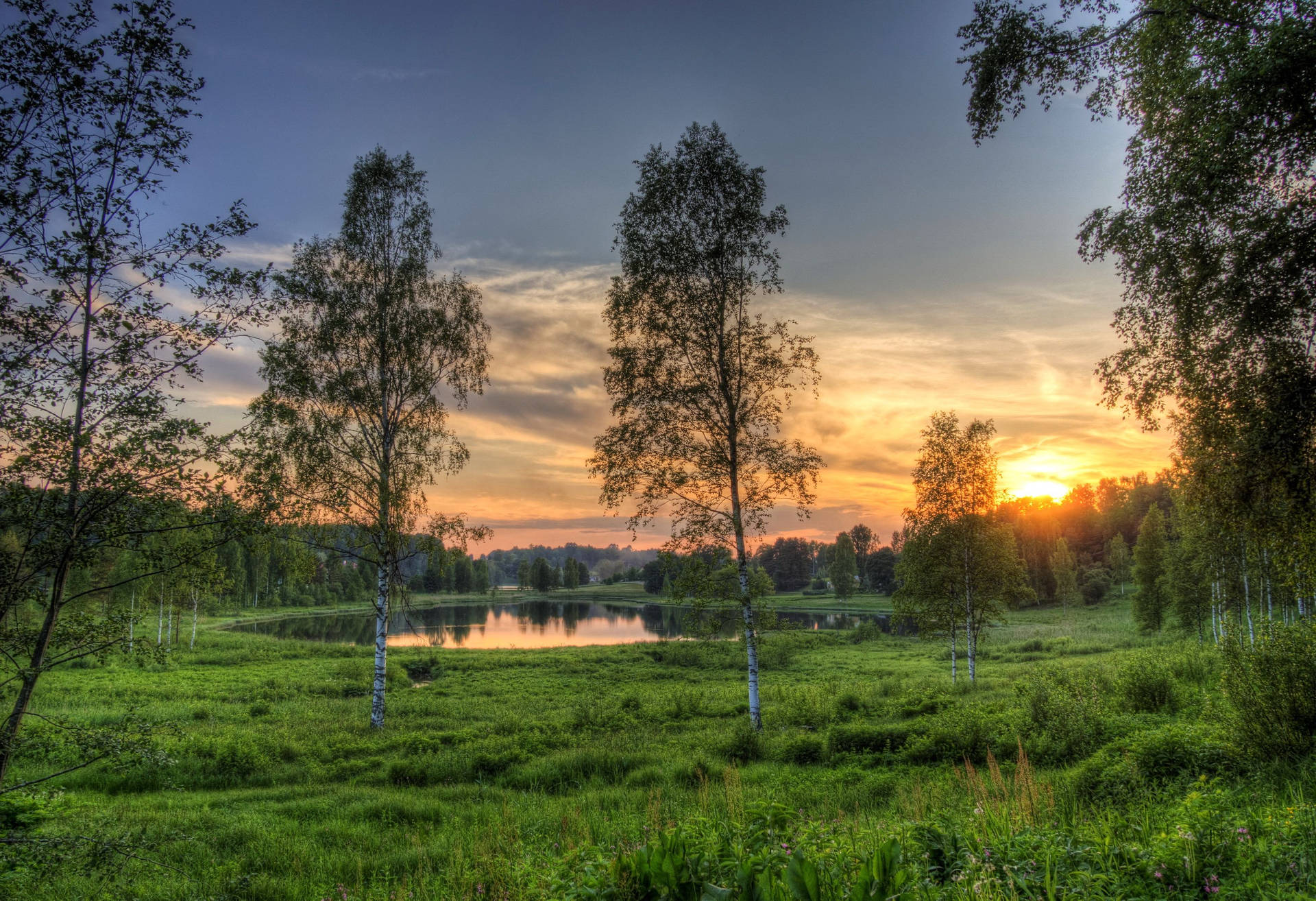 Estonia Silvicoltura Panoramica Sfondo