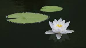 Ethereal Beauty Of A Water Lily Bloom Wallpaper