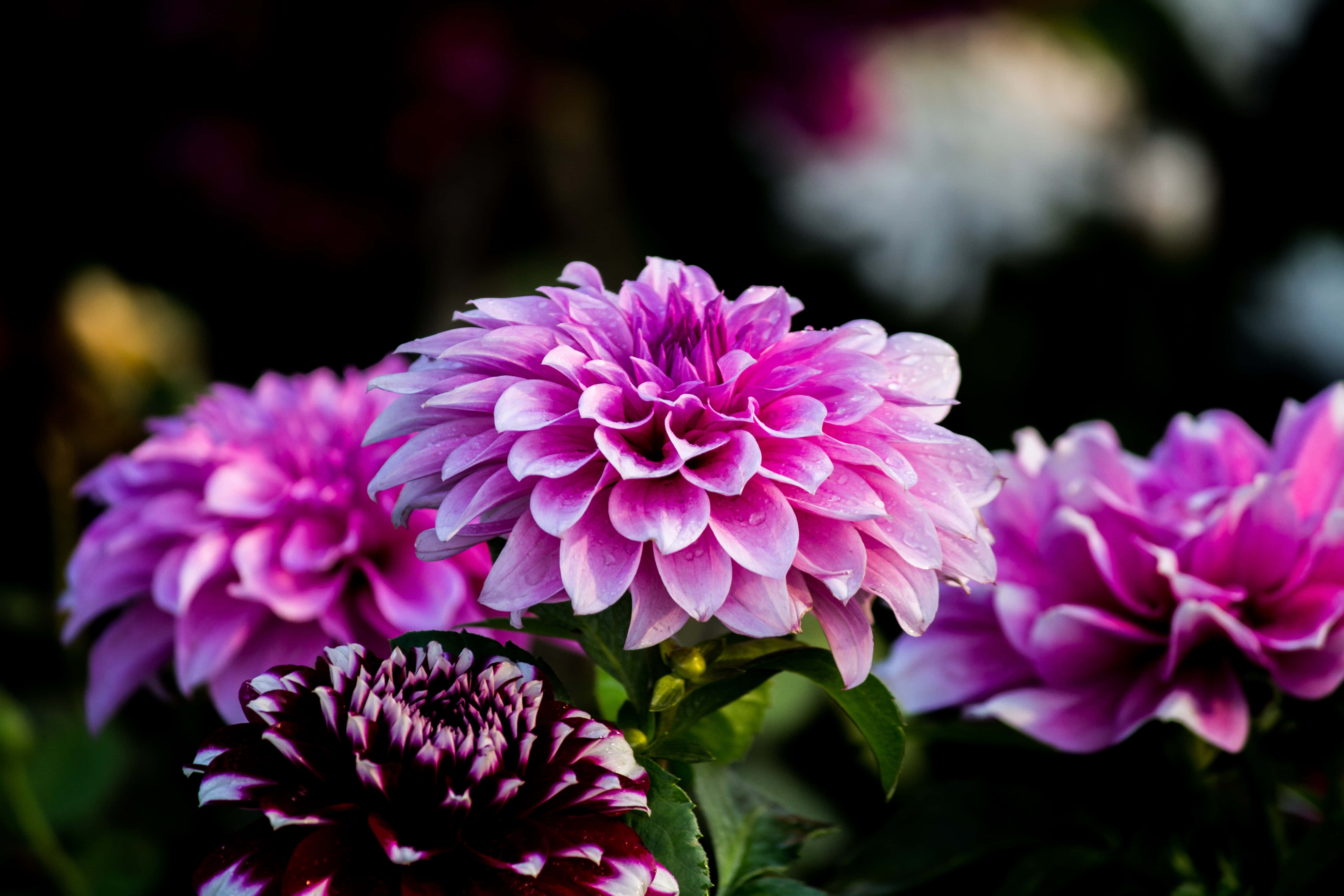 "ethereal Beauty Of Blooming Flowers" Wallpaper