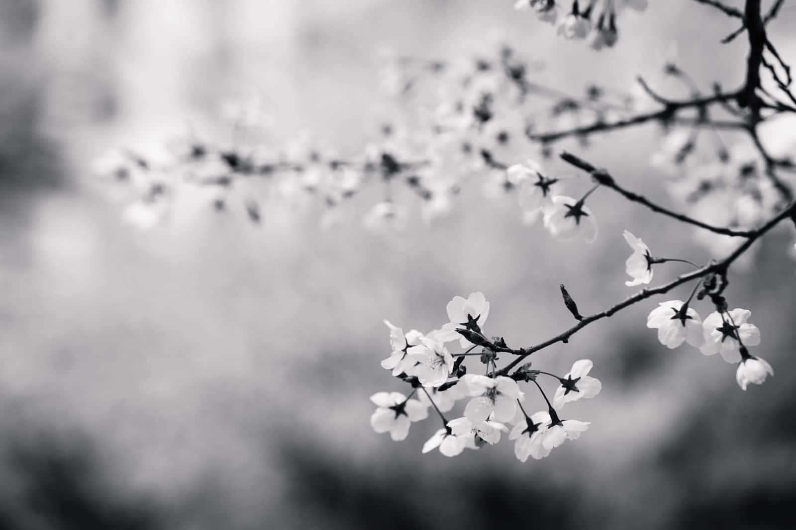 Ethereal Black And White Blossoms Wallpaper