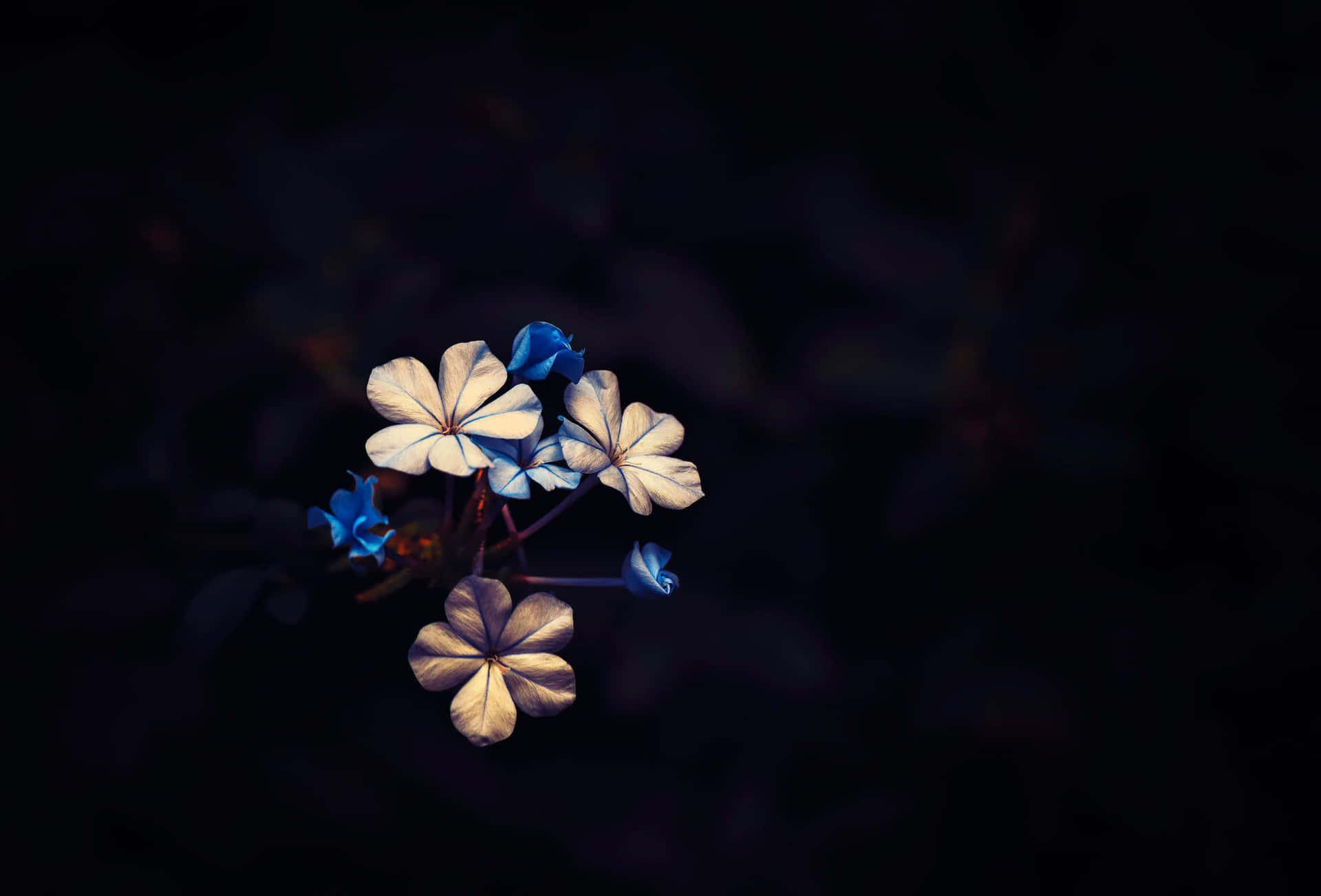Ethereal Blue Flowersin Darkness Wallpaper