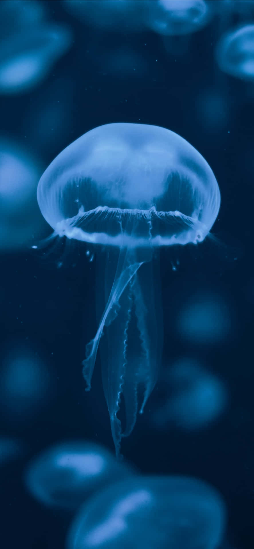 Ethereal_ Blue_ Jellyfish.jpg Wallpaper