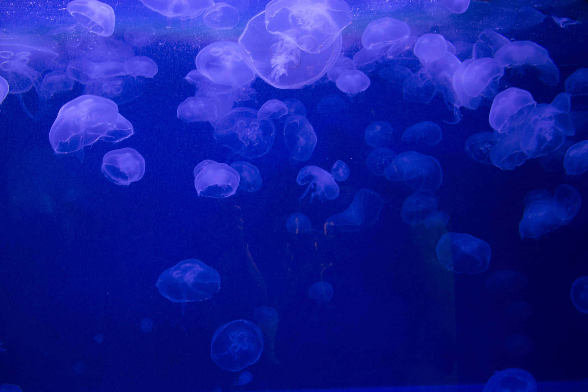 Ethereal_ Blue_ Jellyfish_ Swarm Wallpaper