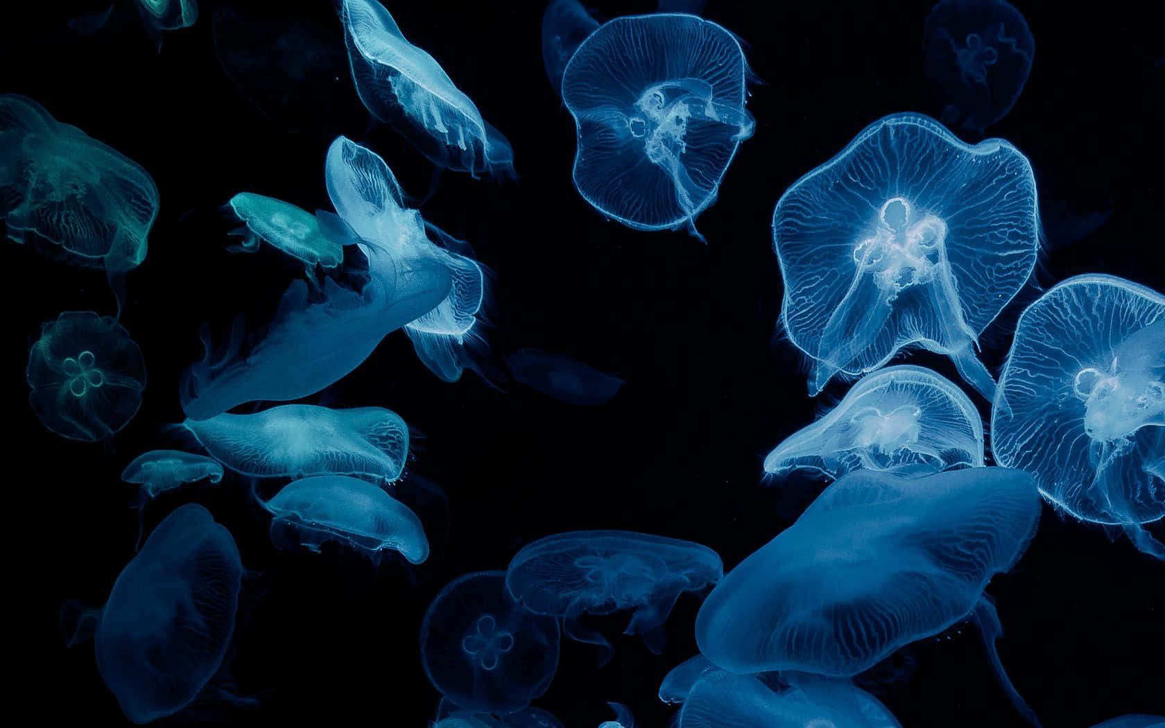 Ethereal_ Blue_ Jellyfish_ Swarm Wallpaper