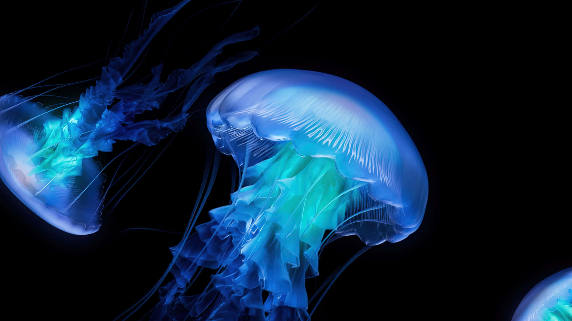 Ethereal Blue Jellyfish Underwater Wallpaper