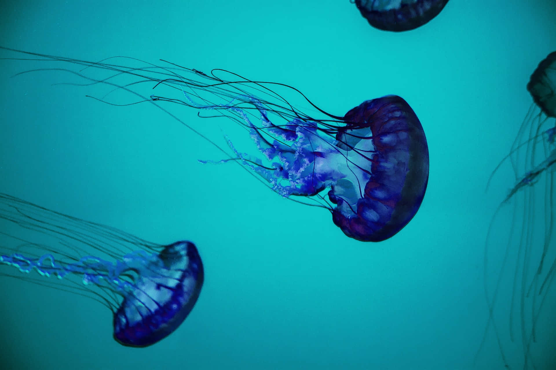 Ethereal Blue Jellyfish Underwater Wallpaper