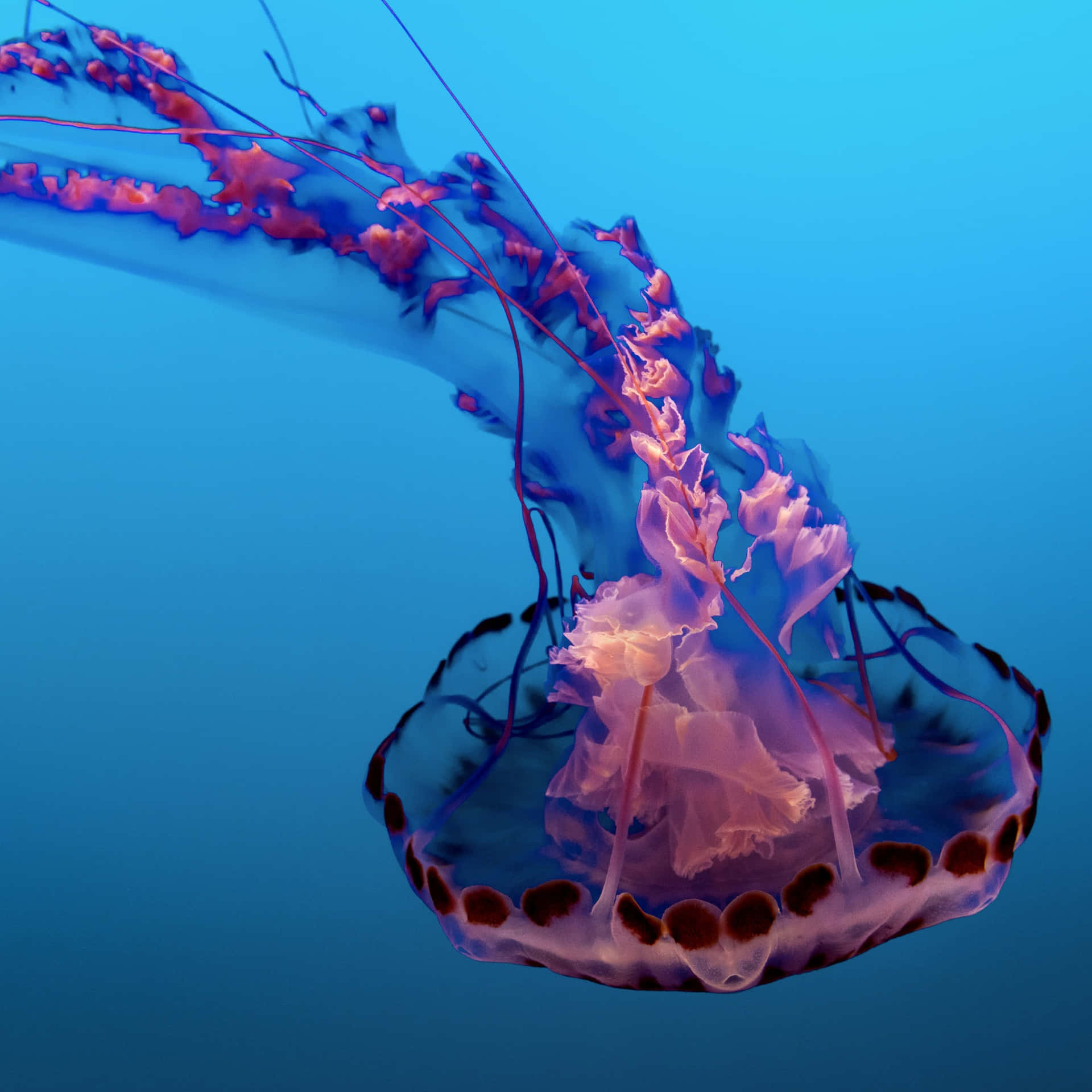 Ethereal_ Blue_ Jellyfish_ Underwater.jpg Wallpaper