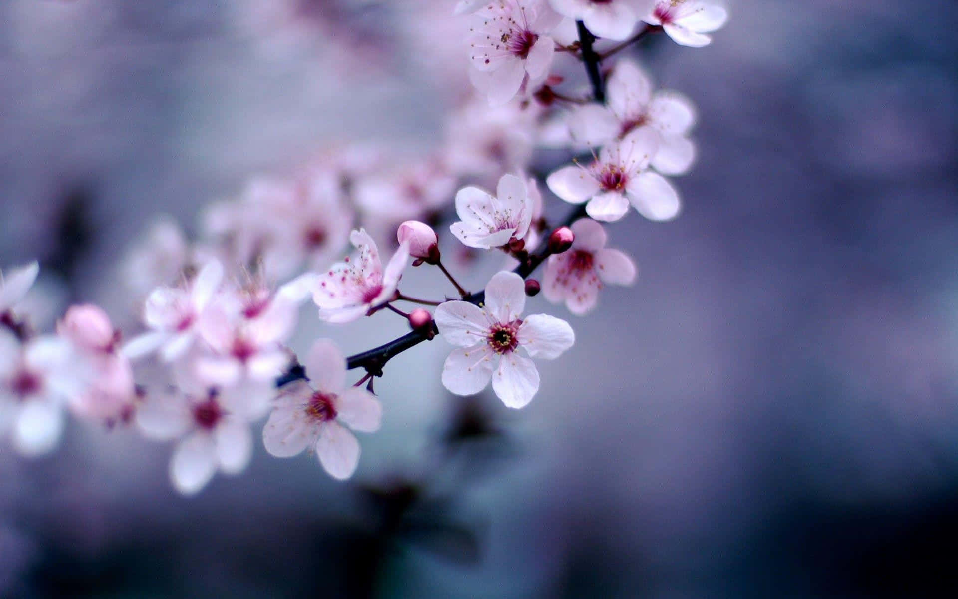 Ethereal_ Cherry_ Blossoms_ Closeup.jpg Wallpaper
