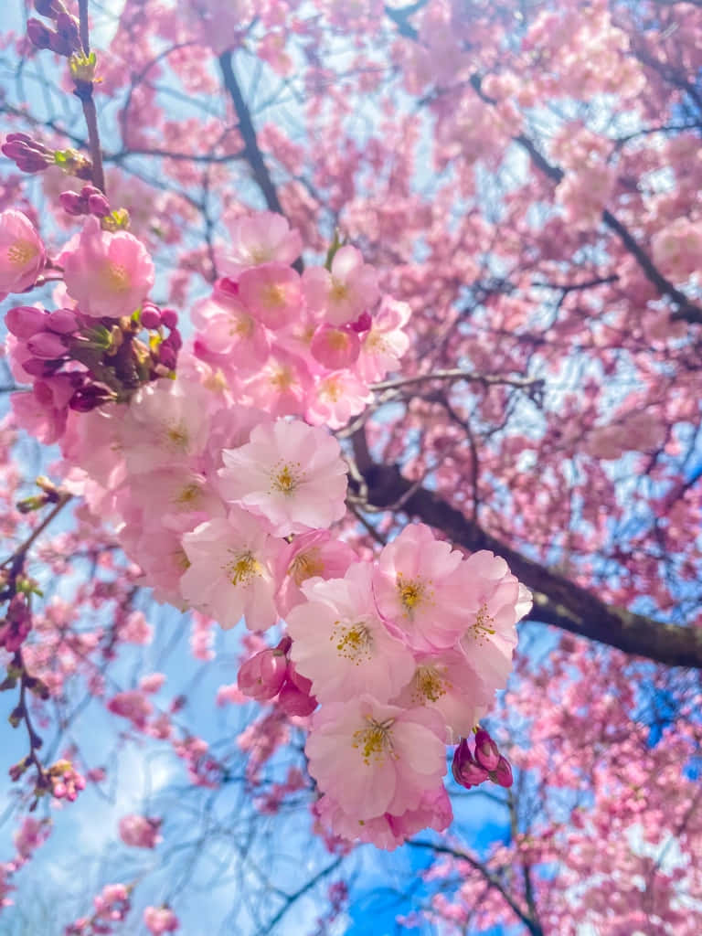 Ethereal Cherry Blossoms Sky Wallpaper