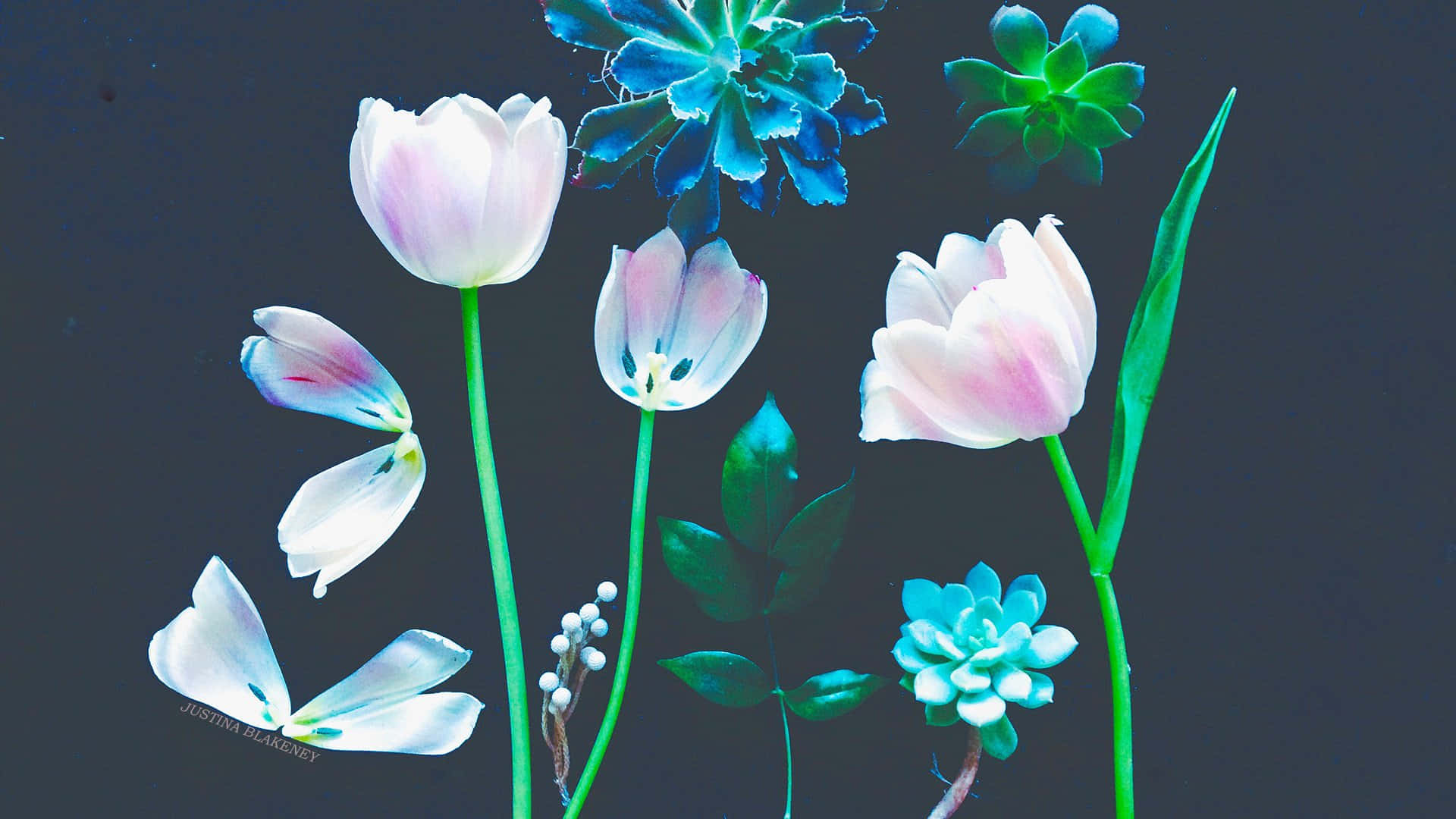 Ethereal_ Floral_ Arrangement_ Desktop_ Background Wallpaper