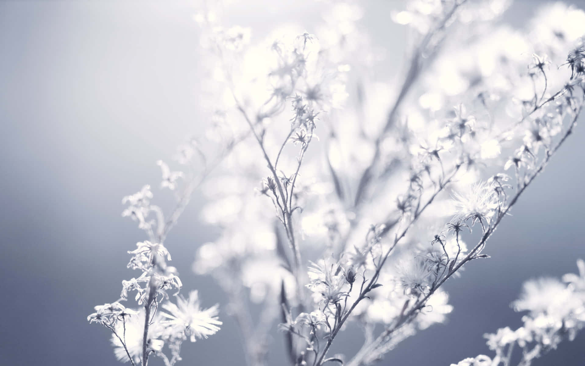 Ethereal Floral Soft Focus Wallpaper