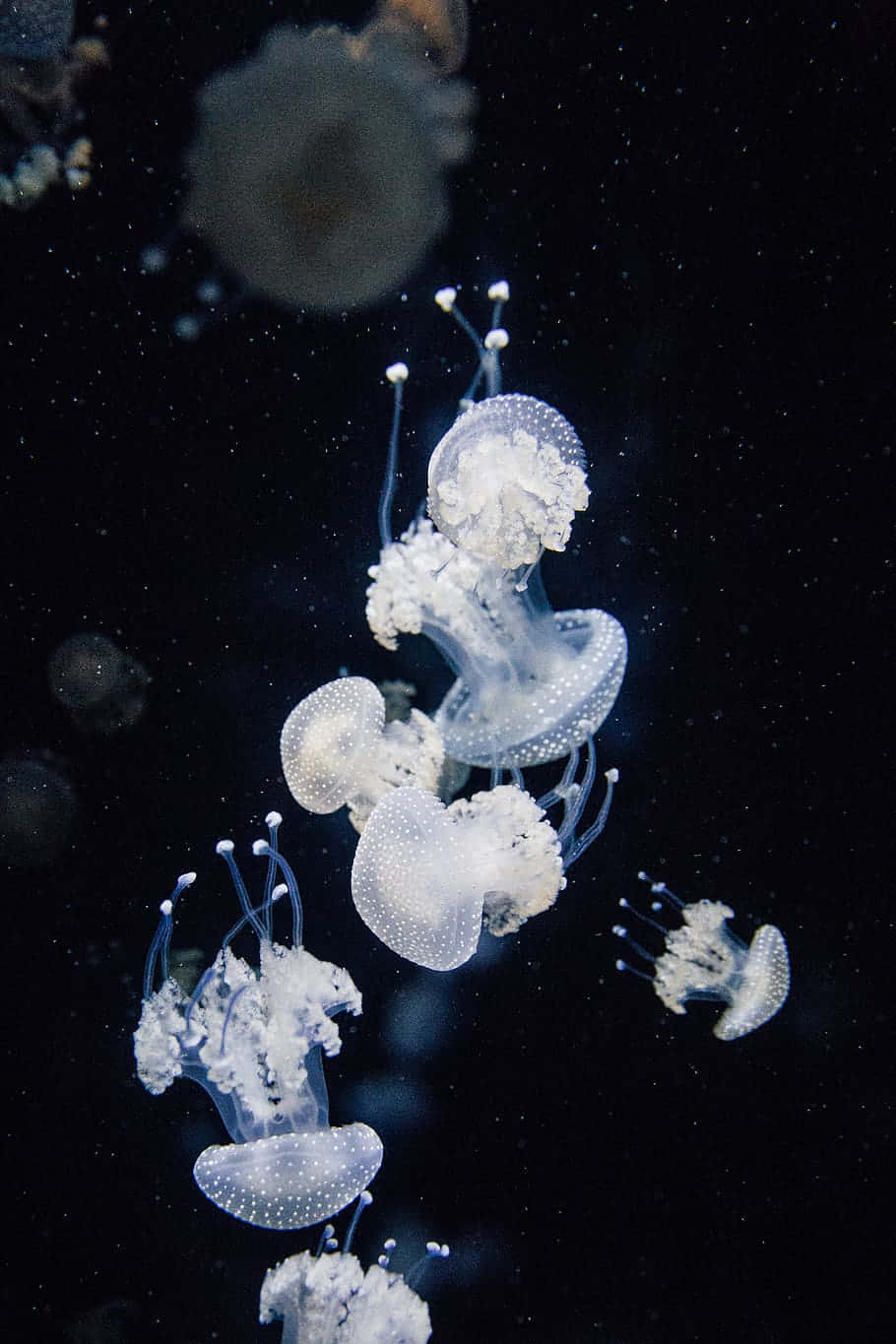 Ethereal_ Jellyfish_ Dance_ Underwater.jpg Wallpaper
