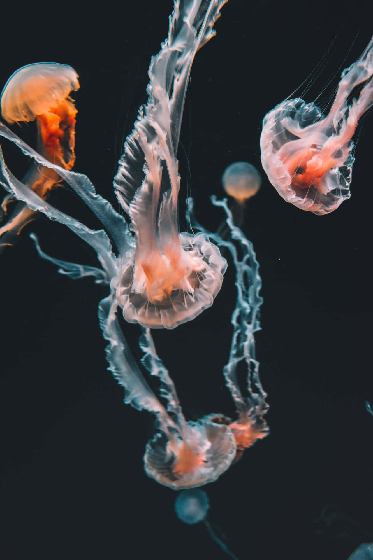 Ethereal_ Jellyfish_ Dance_ Underwater.jpg Wallpaper