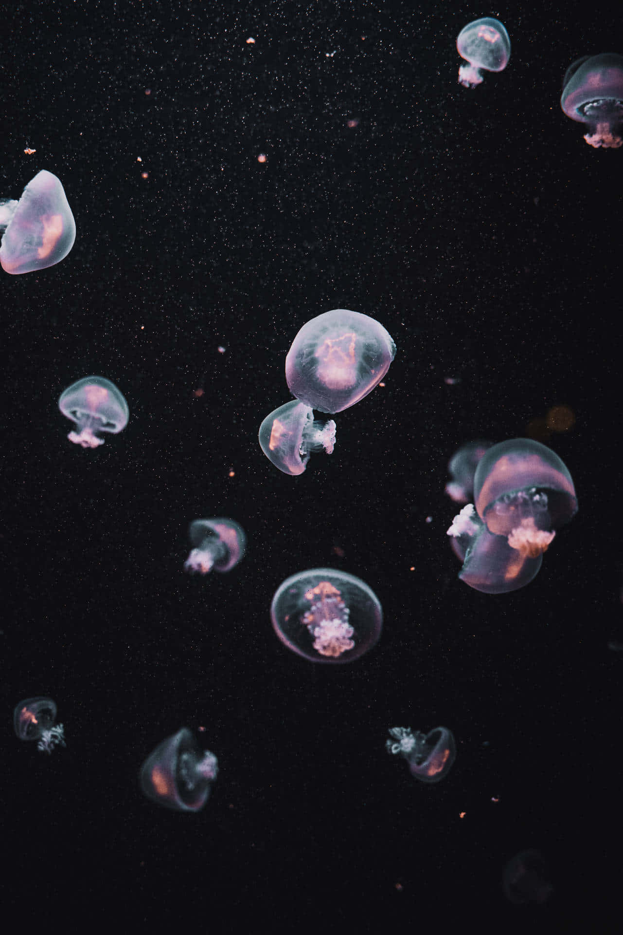Ethereal Jellyfish Dark Waters Wallpaper