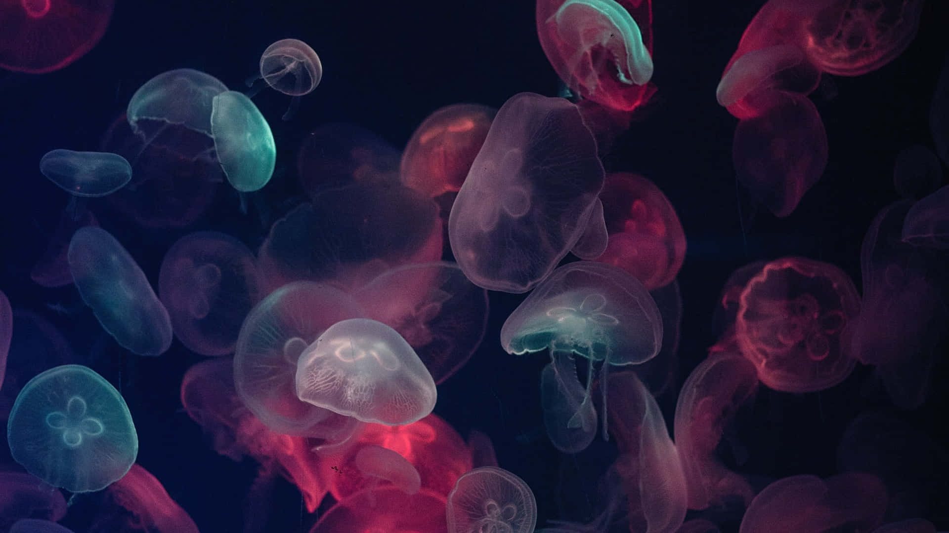 Ethereal_ Jellyfish_ Glow Wallpaper
