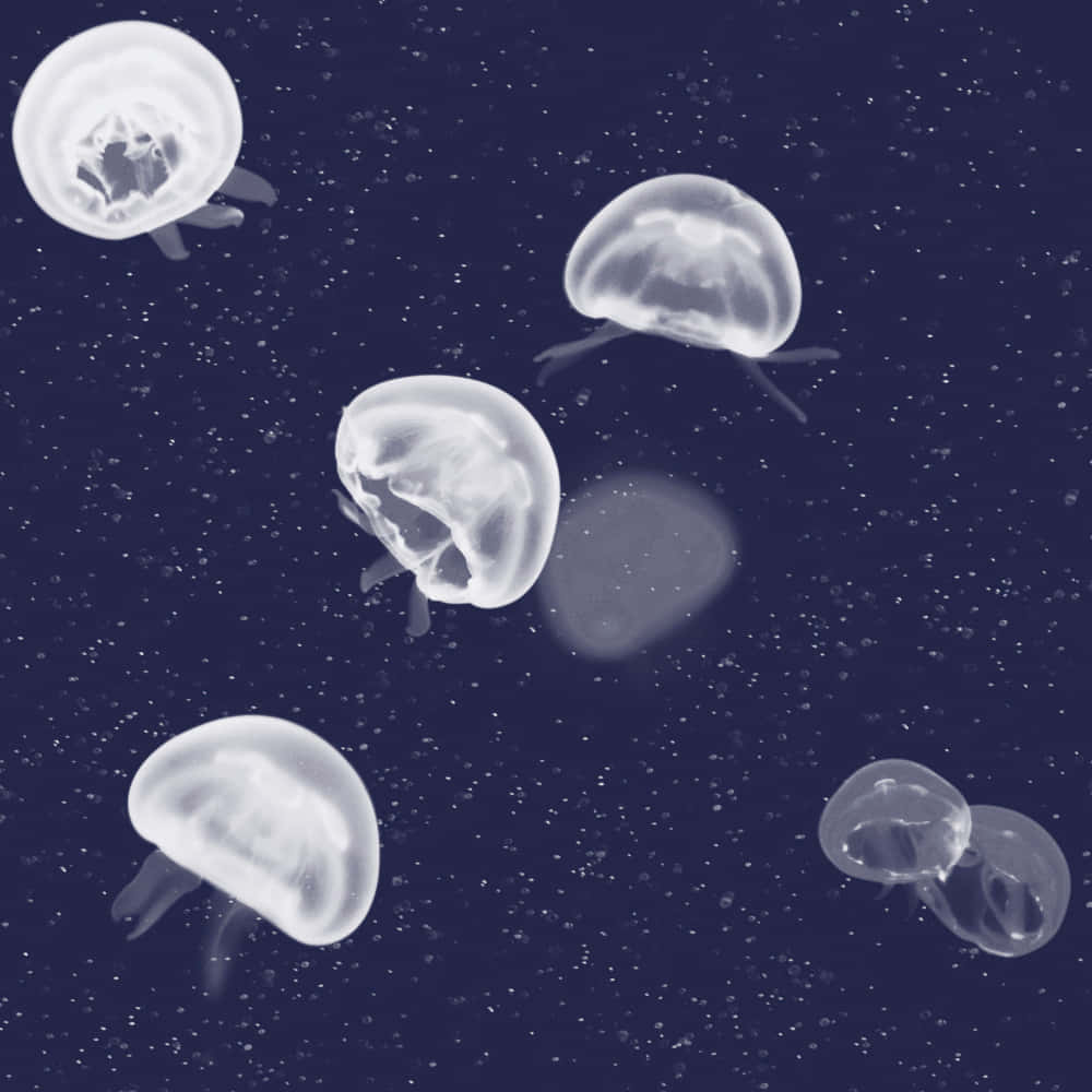 Ethereal Jellyfish Night Swim Wallpaper
