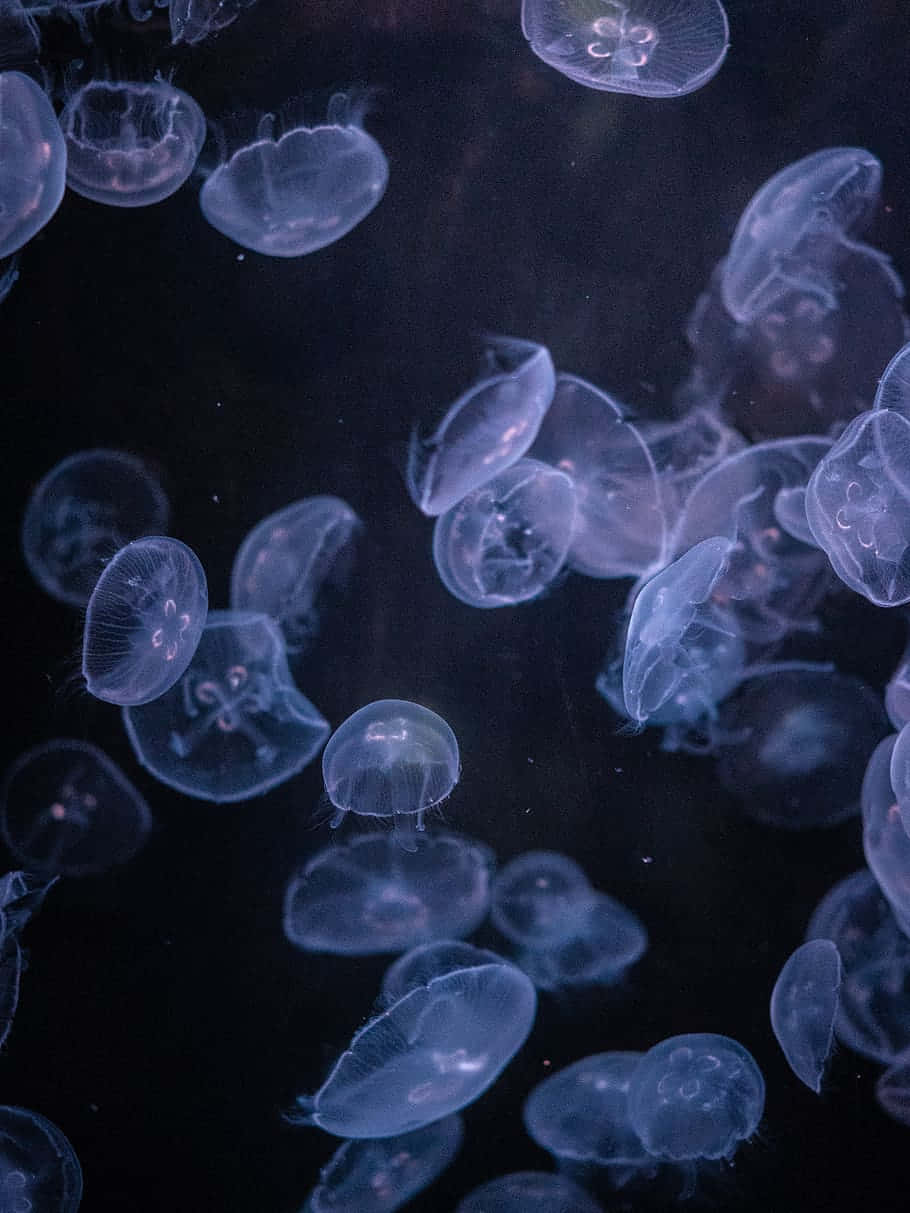 Ethereal Jellyfish Swarm Wallpaper