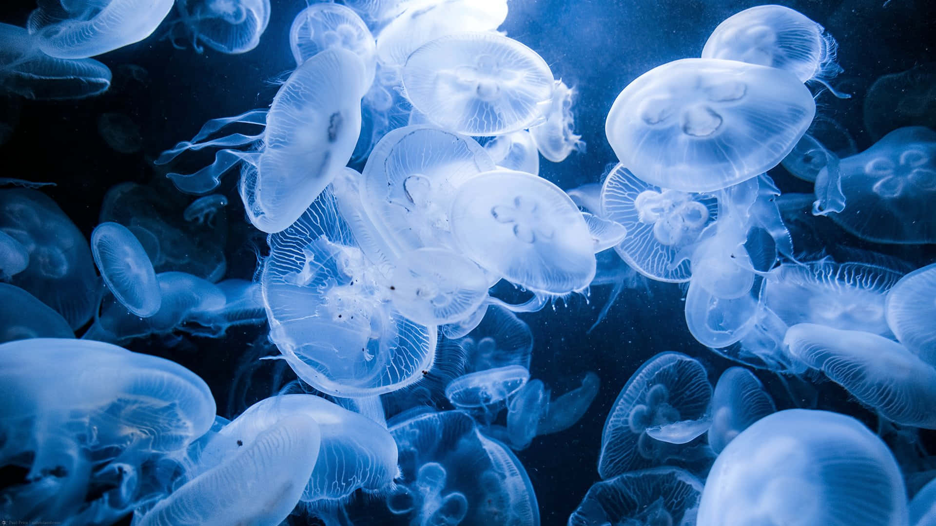Ethereal_ Jellyfish_ Swarm_ Underwater.jpg Wallpaper
