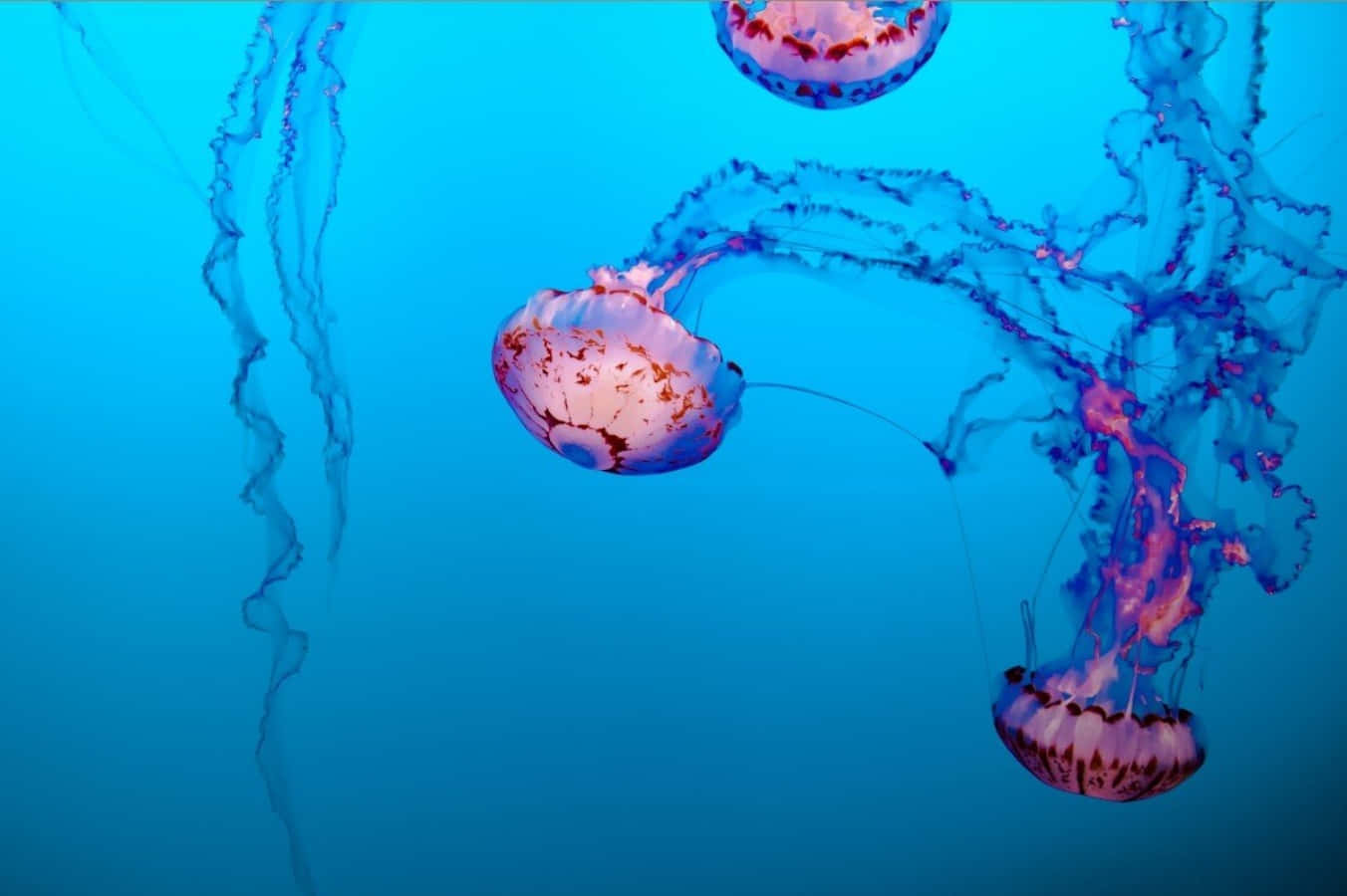 Ethereal_ Jellyfish_ Underwater Wallpaper