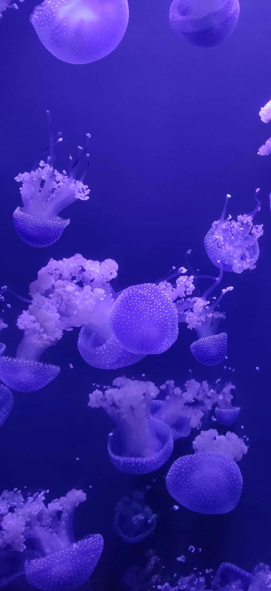 Ethereal_ Jellyfish_ Underwater_ Ballet.jpg Wallpaper