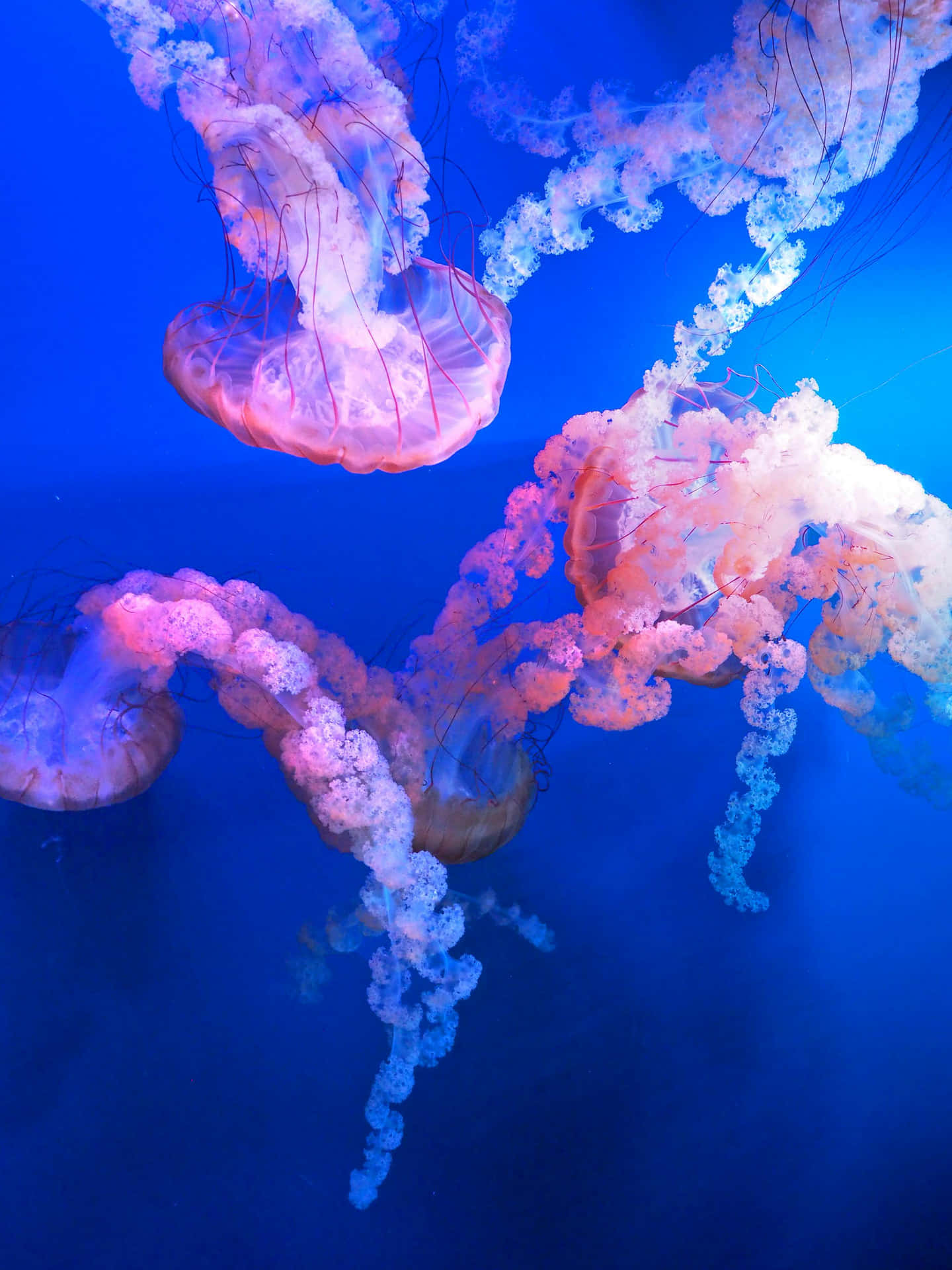 Ethereal_ Jellyfish_ Underwater_ Dance.jpg Wallpaper