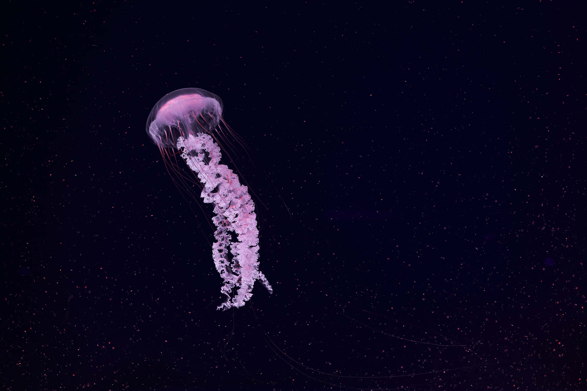 Ethereal Jellyfishin Dark Waters Wallpaper