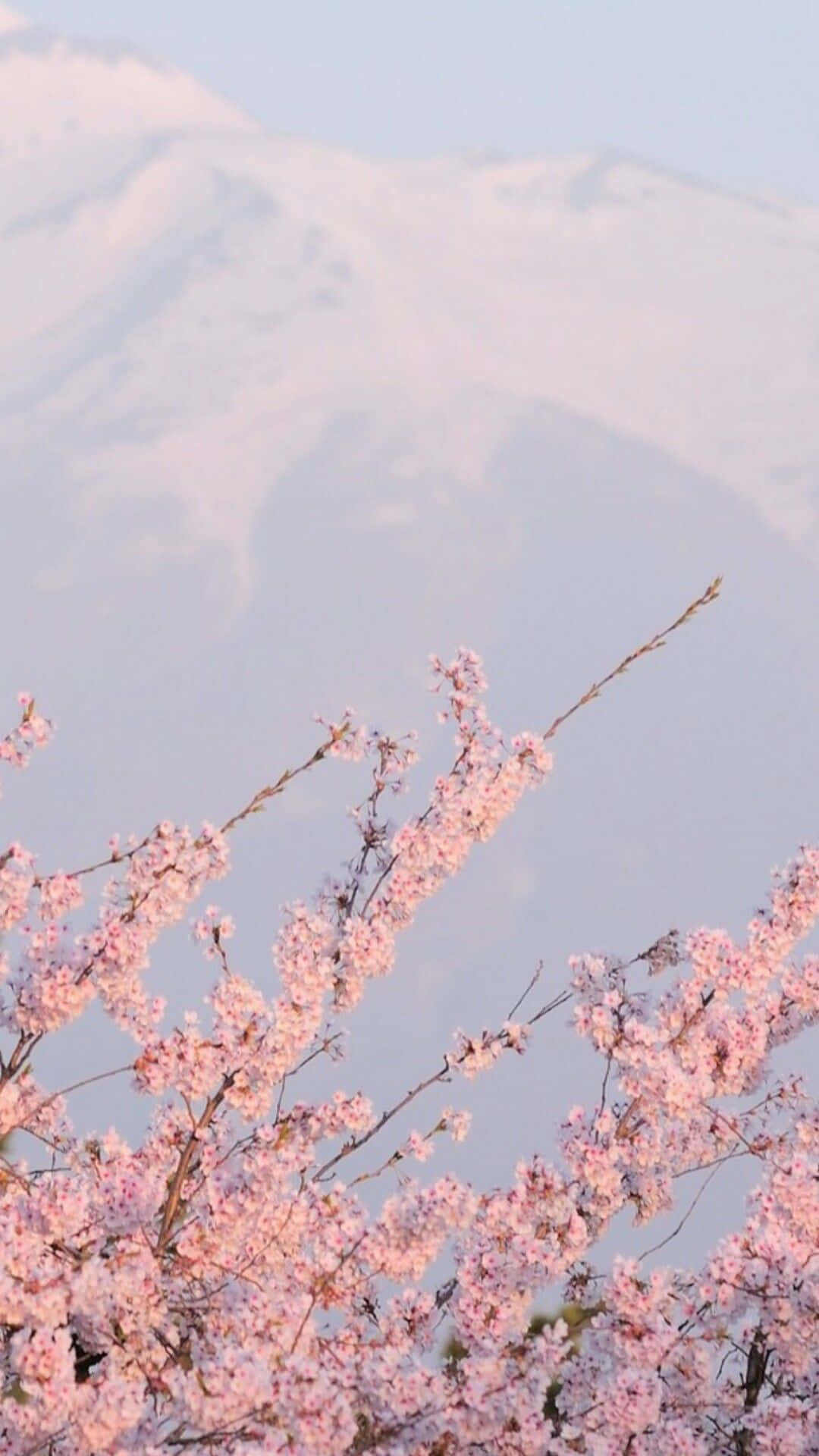 Ethereal Mountain Cherry Blossoms Wallpaper
