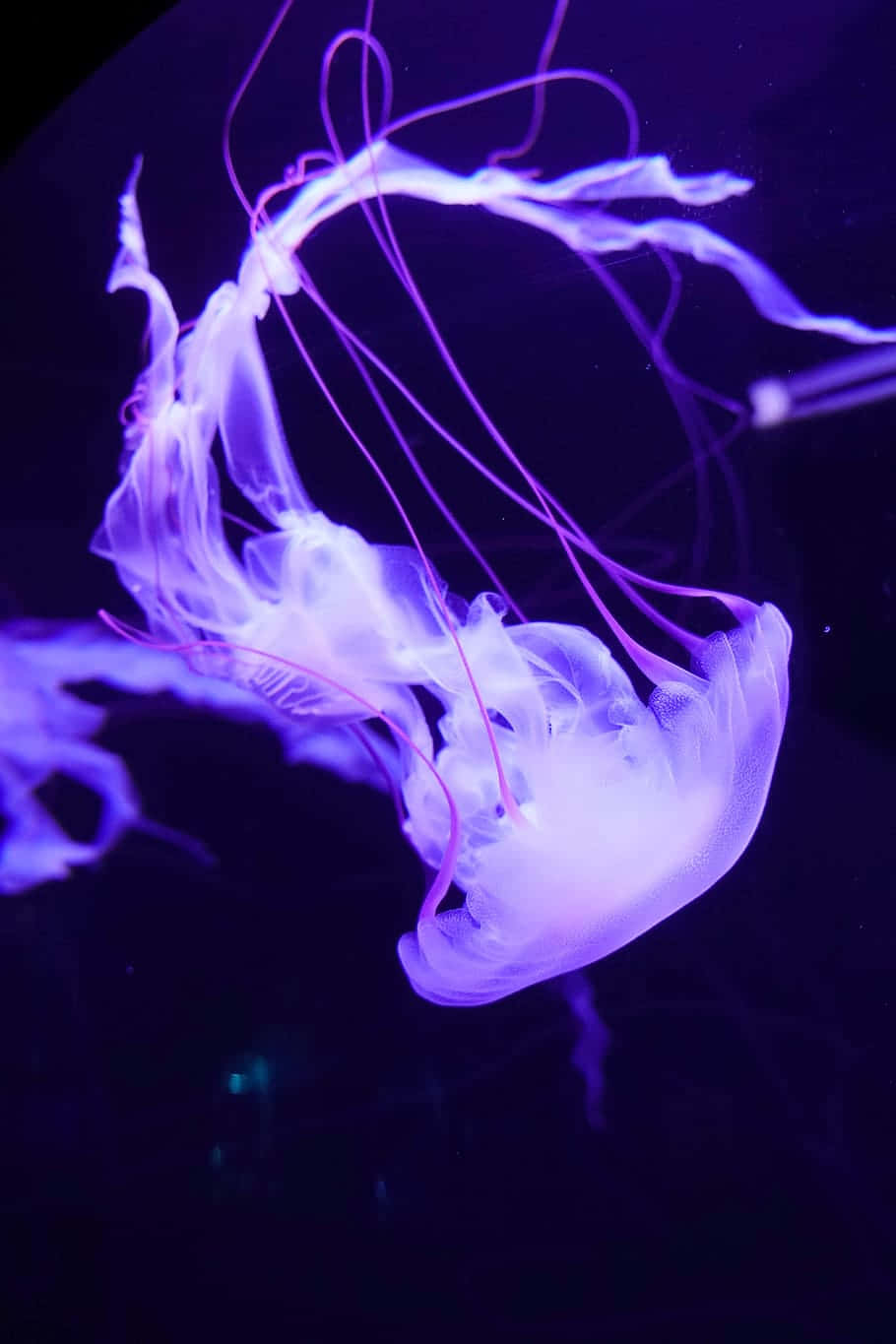 Ethereal Purple Jellyfish Swim Wallpaper