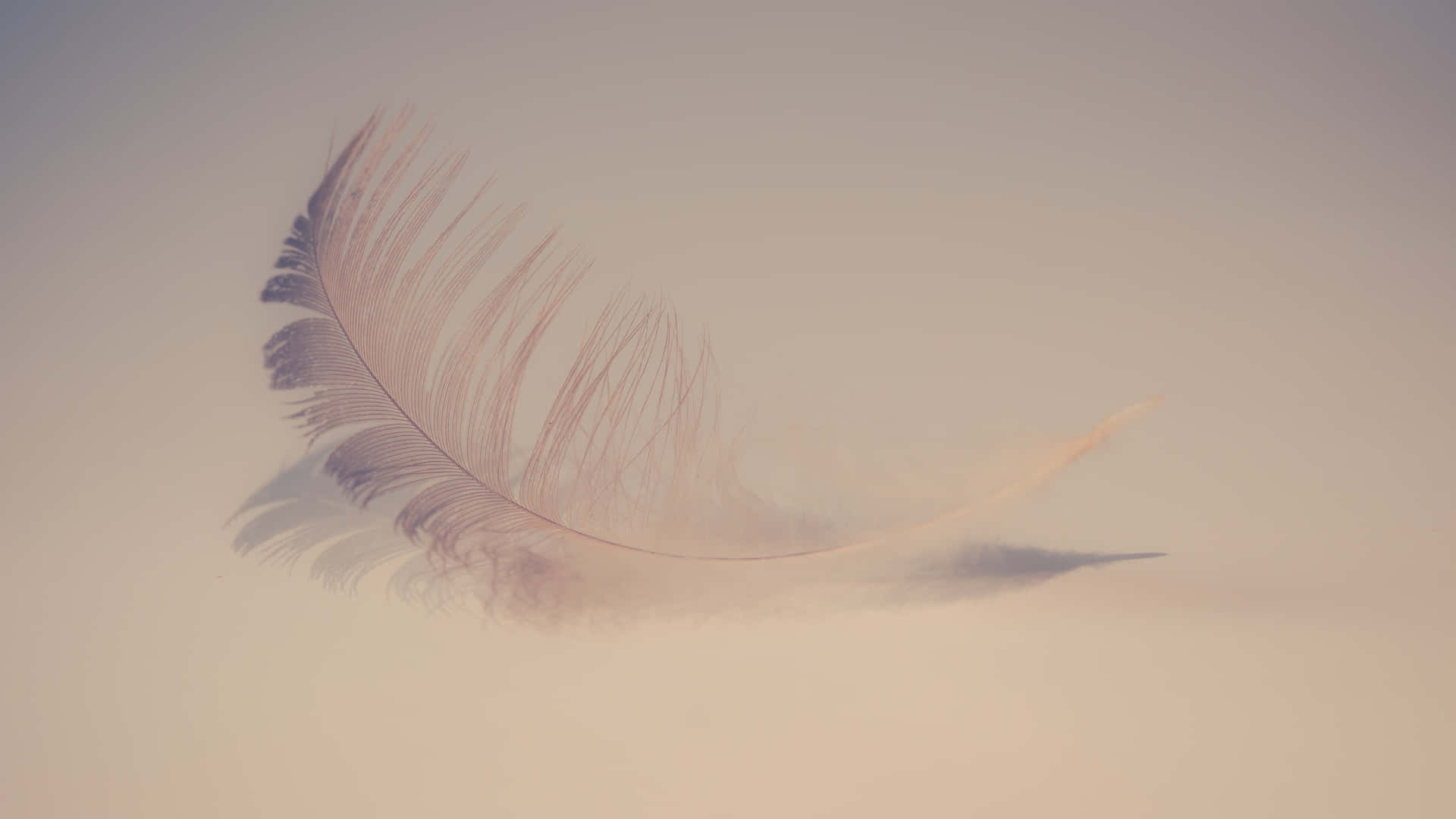 Ethereal Single Feather Wallpaper