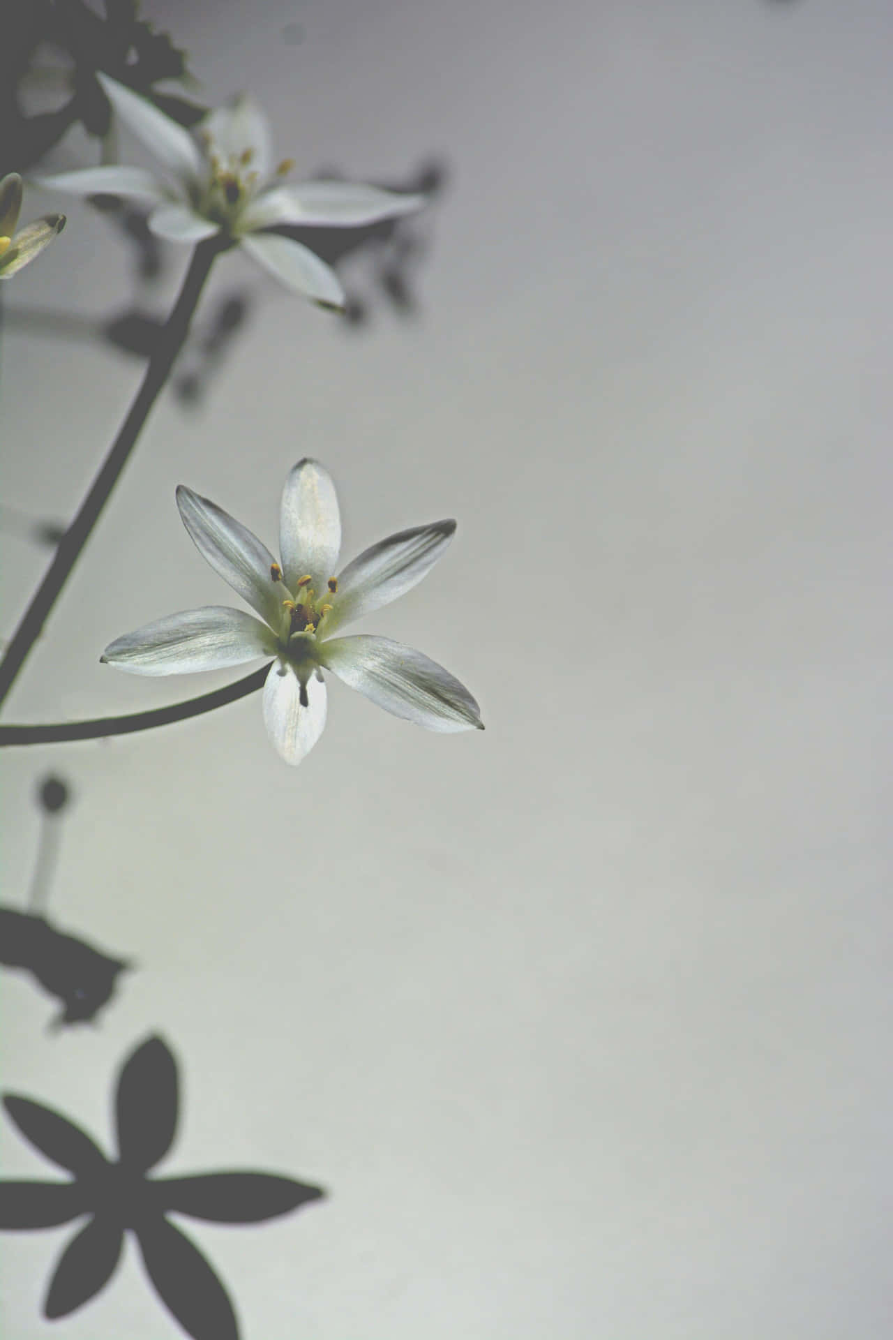 Ethereal White Flower Against Gray Backdrop Wallpaper