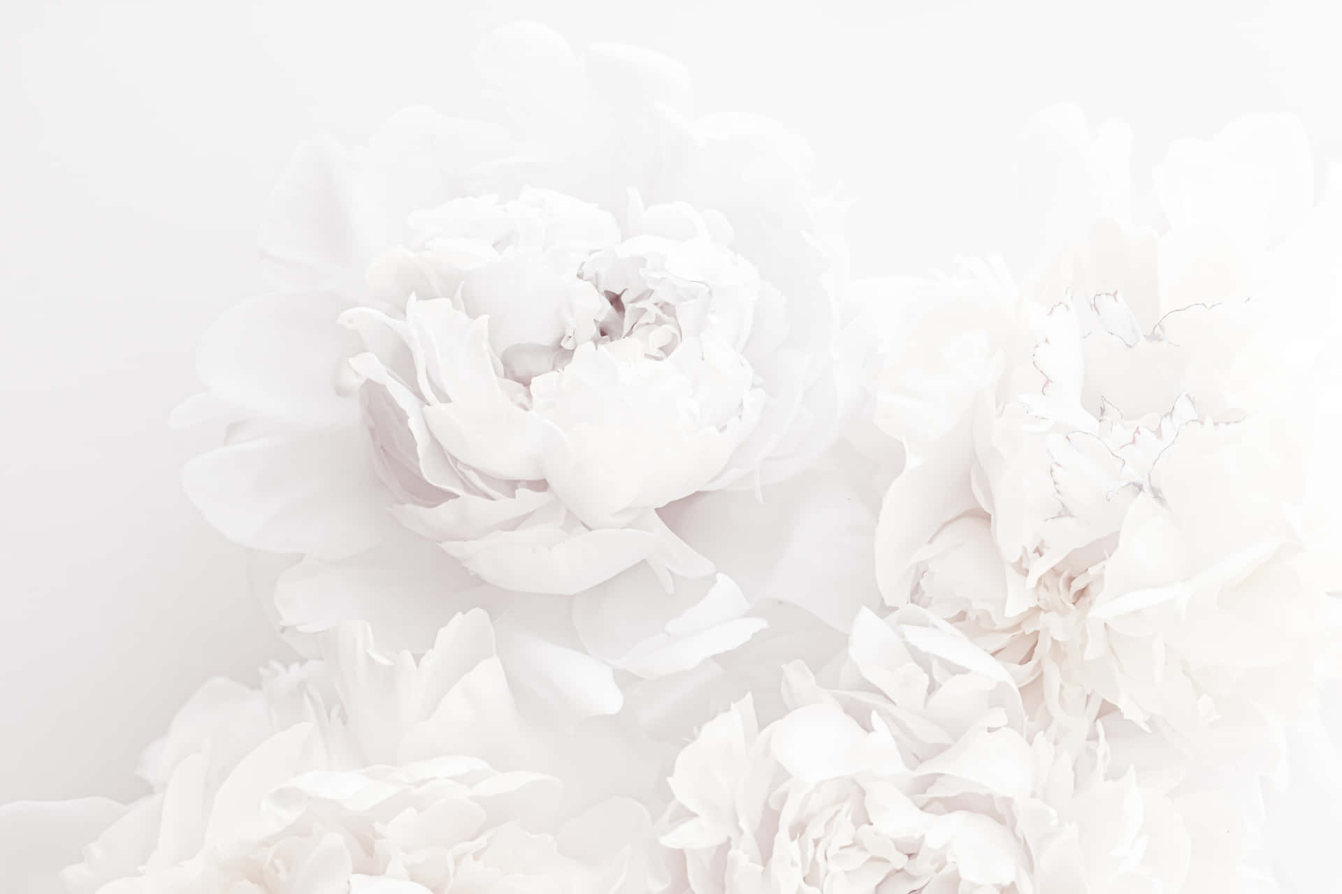 Ethereal_ White_ Peonies_ Background Wallpaper