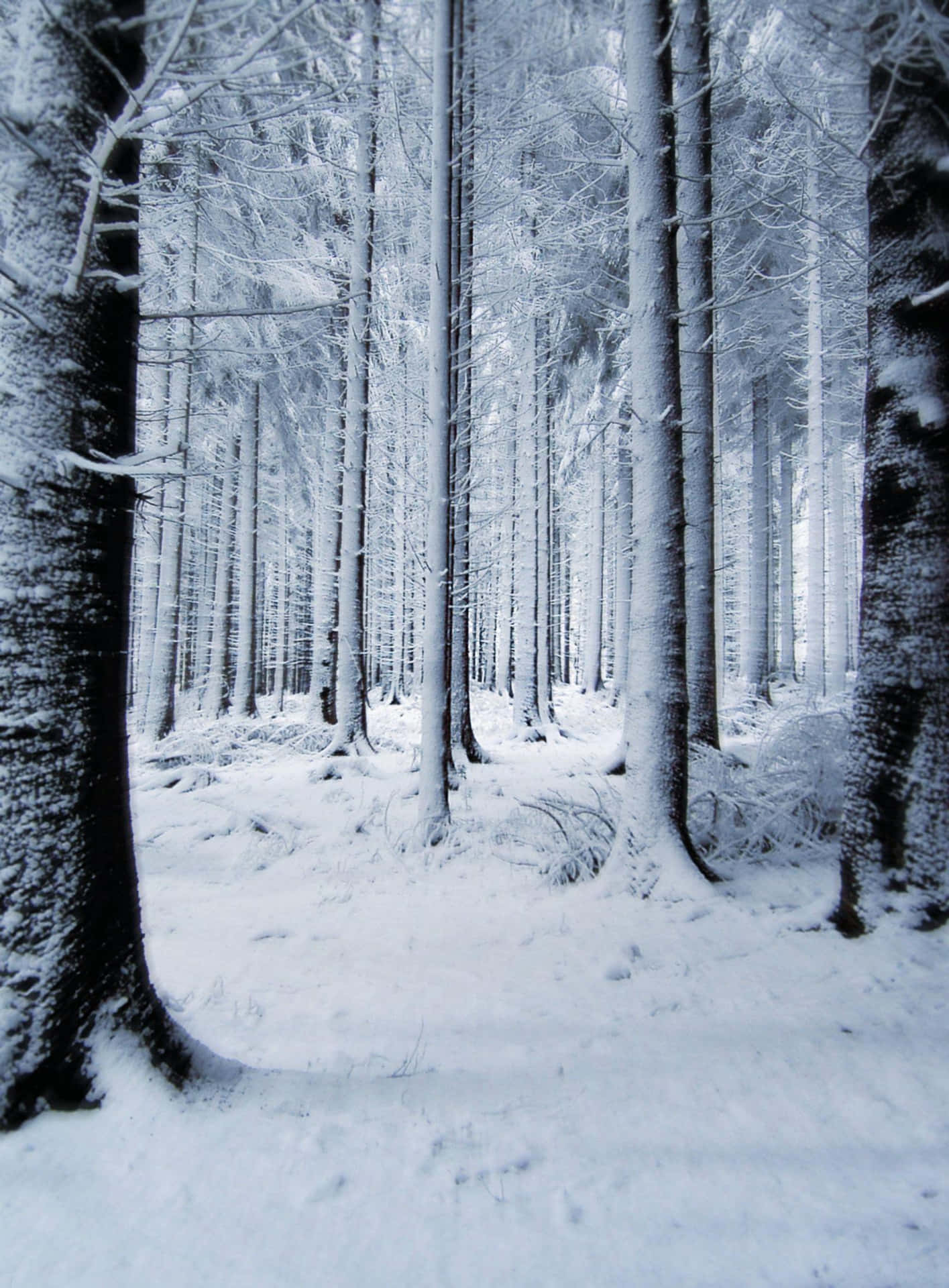Ethereal Winter Wonderland