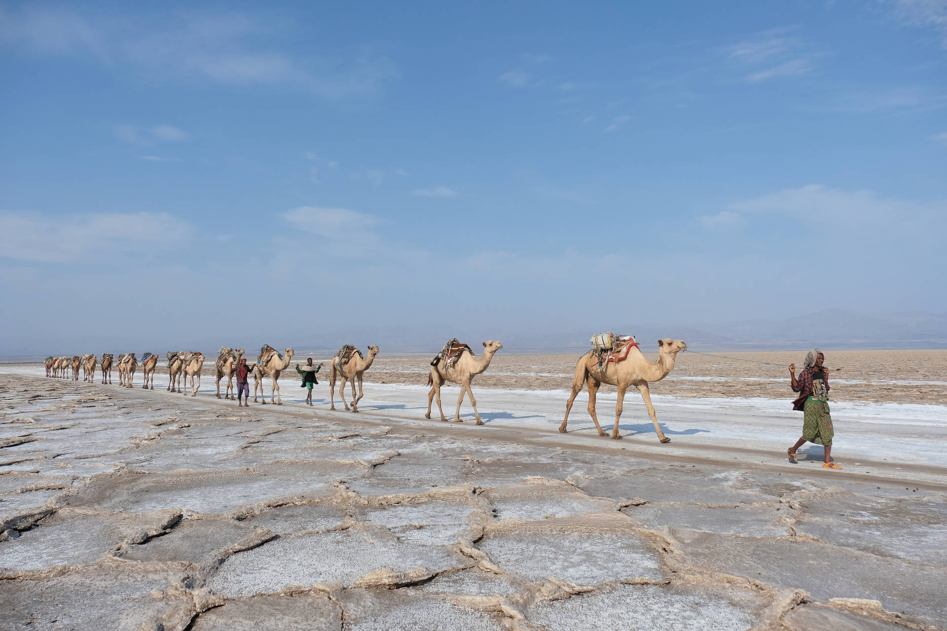 Ethiopia Afar Triangle Camels