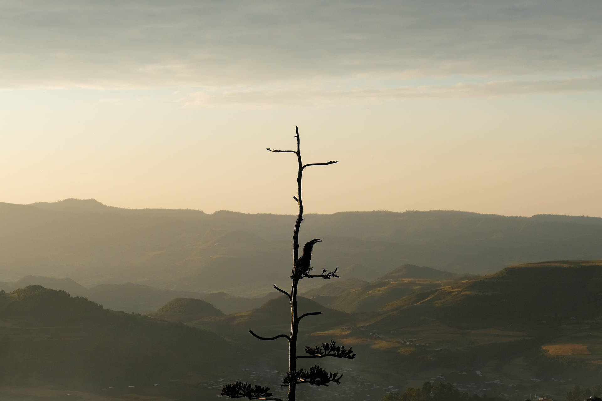 Ethiopia Mountains Tree Bird Silhouette