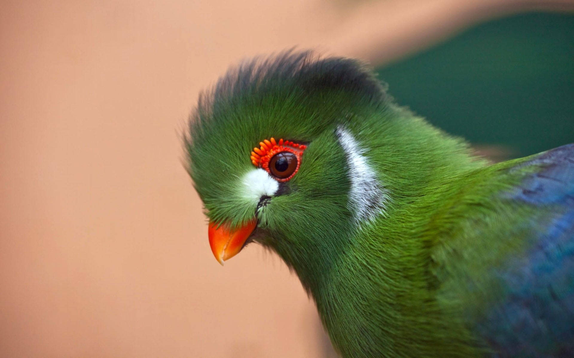 Etiopia Turaco Uccello Macro Sfondo