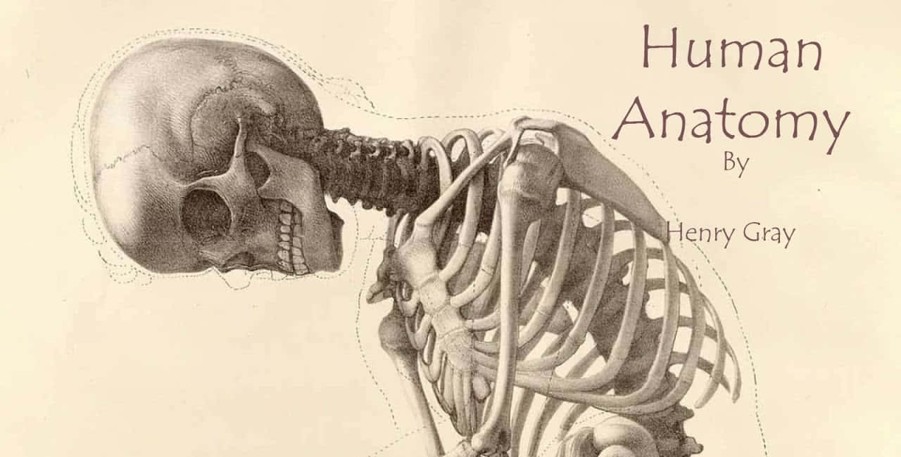 Etichettatosistema Muscolare Umano E Struttura Scheletrica