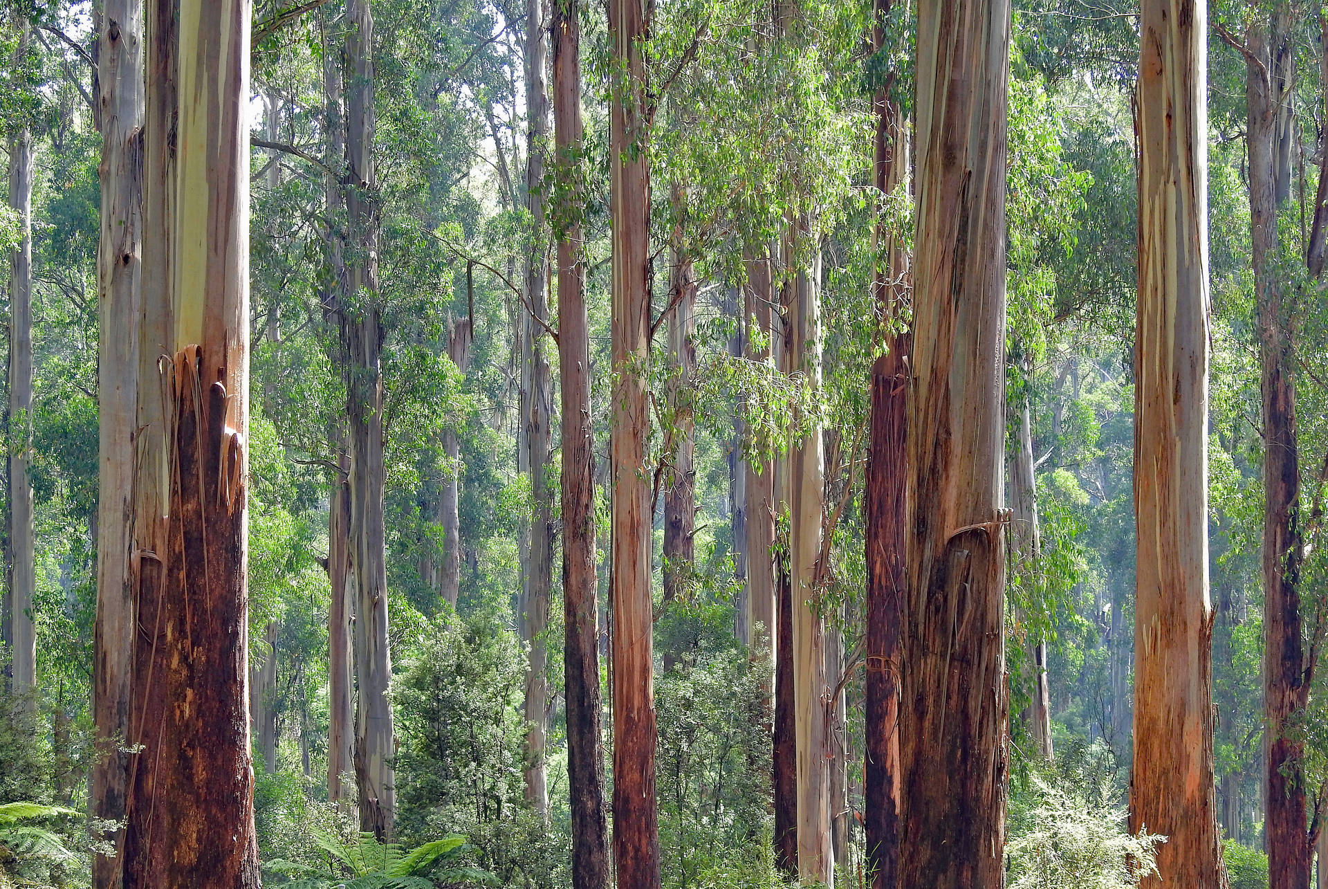Florestade Eucaliptos Da Austrália. Papel de Parede