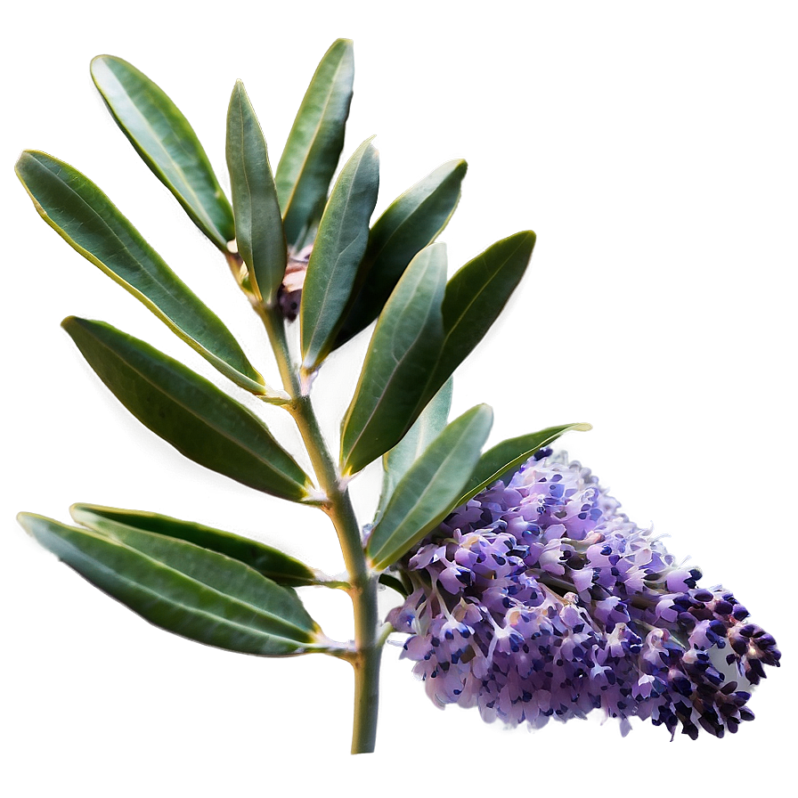 Eucalyptus And Lavender Png 05242024 PNG