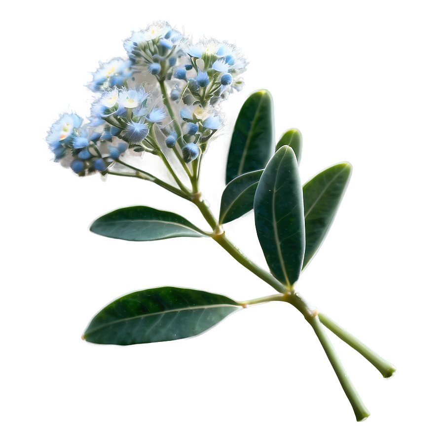 Eucalyptus Baby Breath Png Jjc90 PNG