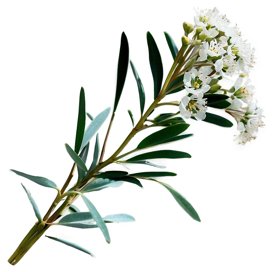 Eucalyptus Baby Breath Png Nut98 PNG