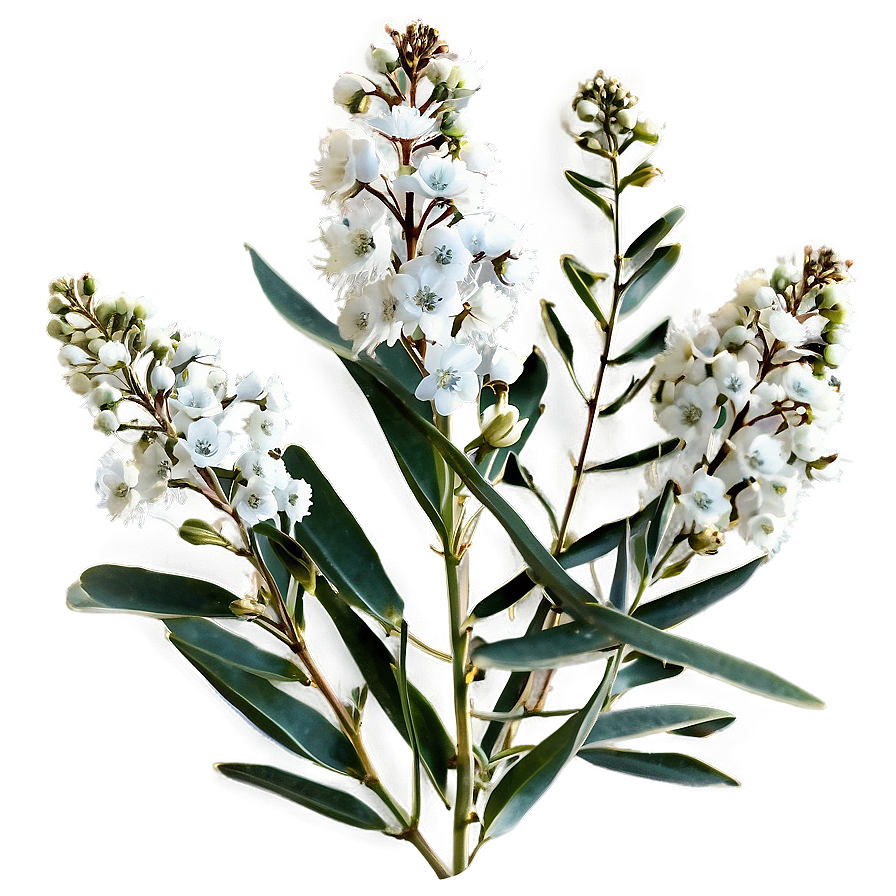 Eucalyptus Baby Breath Png Tyq PNG