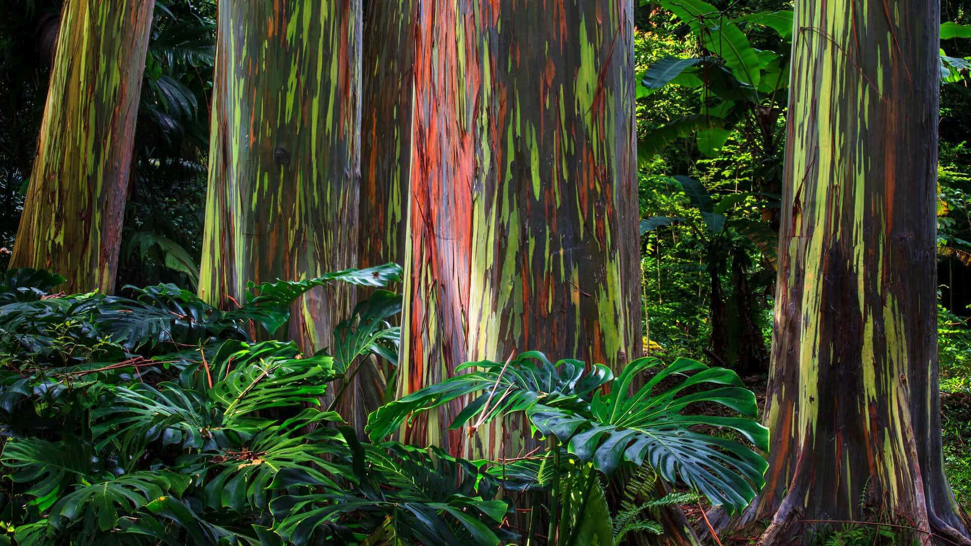 Eukalyptusbäumean Einem Sonnigen Tag