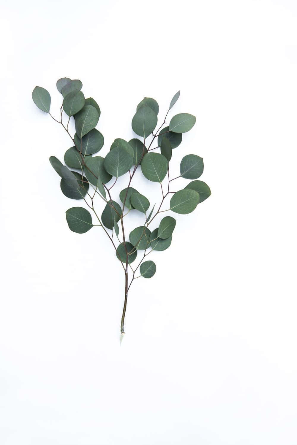 Eukalyptusbladepå En Hvid Baggrund.