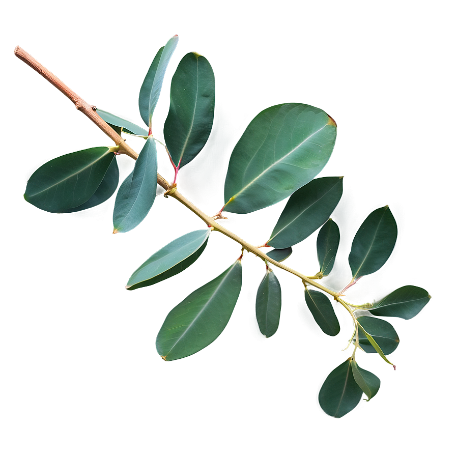 Eucalyptus Branch Flatlay Png 95 PNG