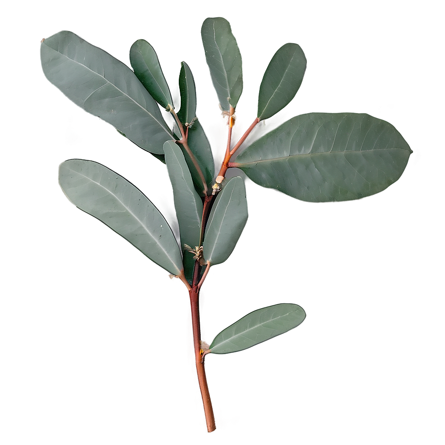 Eucalyptus Branch Flatlay Png Yfe14 PNG