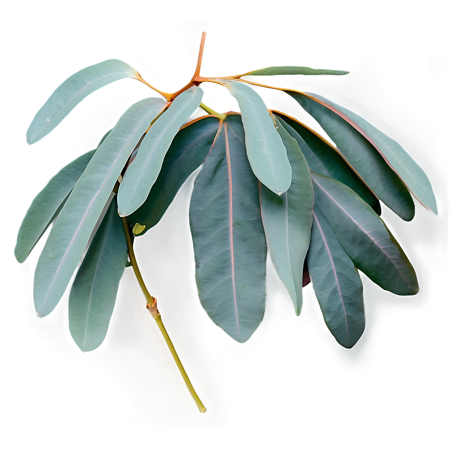 Eucalyptus Branch Flatlay Png Yku PNG