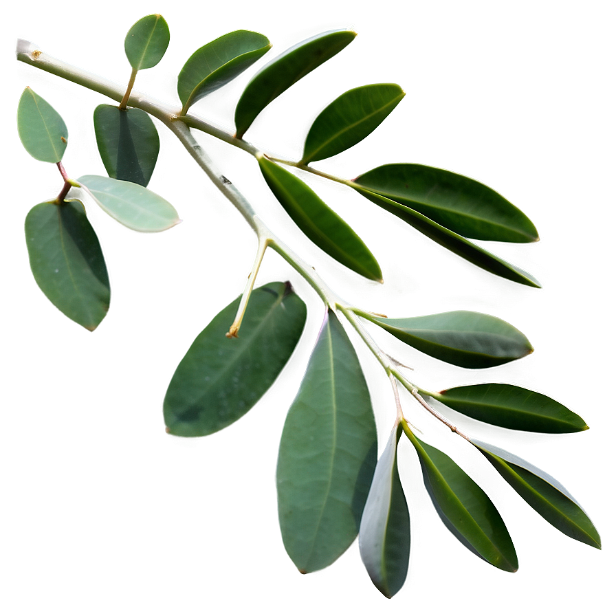 Eucalyptus Branch On White Png 05242024 PNG