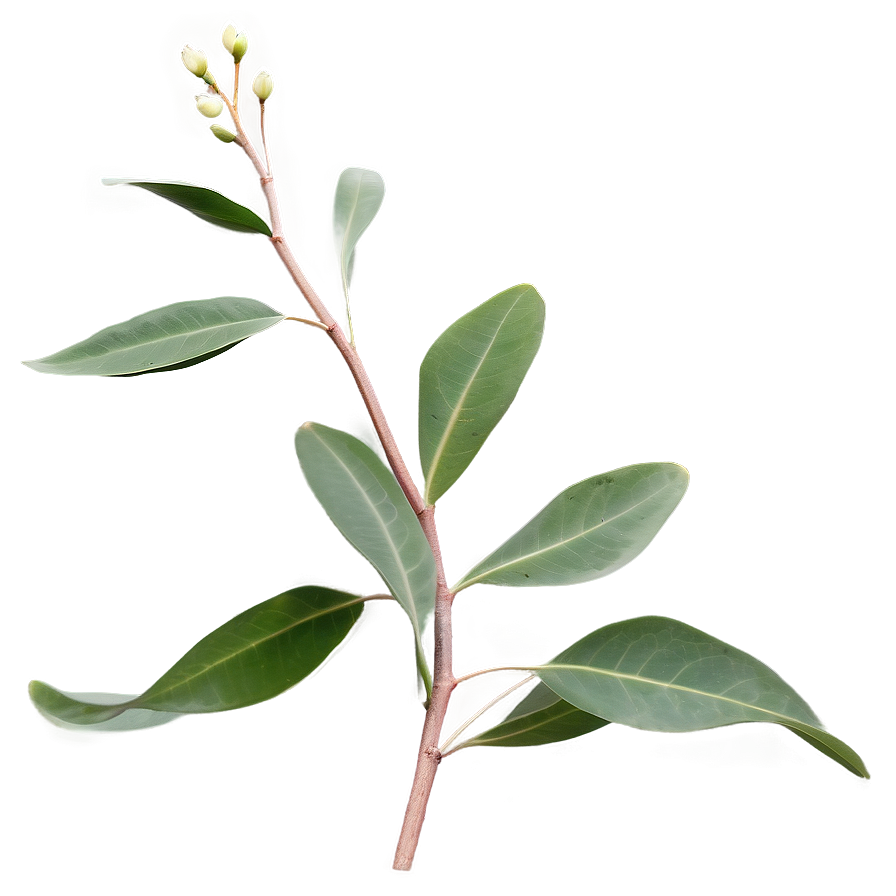 Eucalyptus Branch On White Png 05242024 PNG